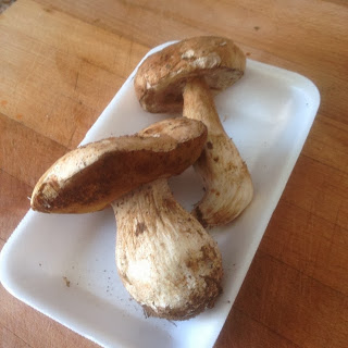 Boletus.